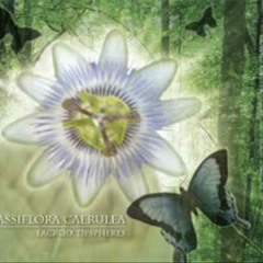 [vay] Passiflora Caerulea