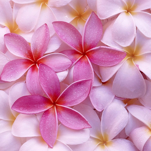 SAHAJ