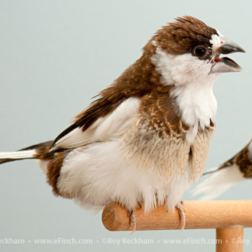 Stream Society Finch song by eFinch.com | Listen online for free on