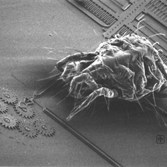 SubImplanted Earsects