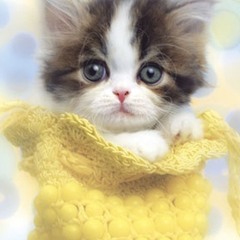 Jørn Bjørn Bamseband - krut i katta