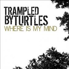 Trampled by Turtles - Where Is My Mind (Pink Floyd Cover)