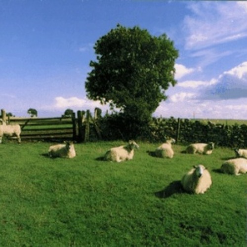 HodgeY - Sheeple
