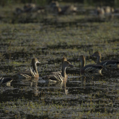 Plumed Whistling Duck - Dendrocygna eytoni