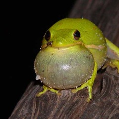 Green Treefrog (Hyla cinerea) Chorus