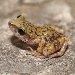 Cliff Chirping Frog (Eleutherodactylus marnockii)