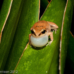 Antillean Whistling Frog (Eleutherodactylus johnstonei)