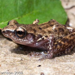 Rio Grande Chirping Frog (Eleutherodactylus cystignathoides campi)