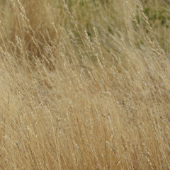 Wishfull Thinkin' 2443_2