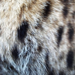 Hyenas making a call in the middle of the night