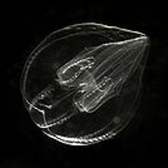 comb jellies