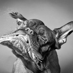 Shake It Off (Original Mix)