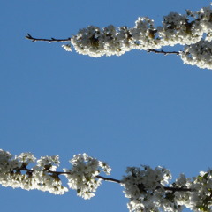 Primavera (Springtime)
