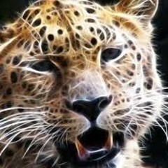 Jaguar legacy ft nwo wikiwalet