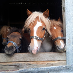 horses at Cullompton