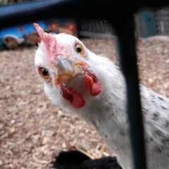 The Return Of The Mad Chicken