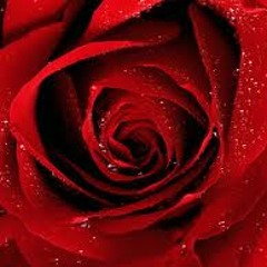 Love Is Like A Flower - Danbi
