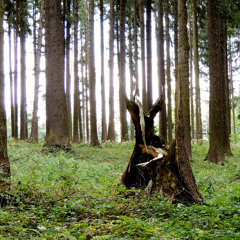 G&F - Pseudotsuga menziesii - August