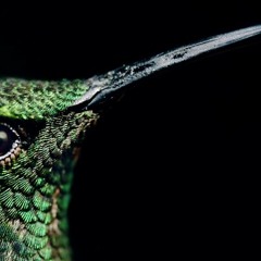 Marcosoule//OperaSilenzio//R.andom - Colibrì (prod. marcosoule//OperaSilenzio)