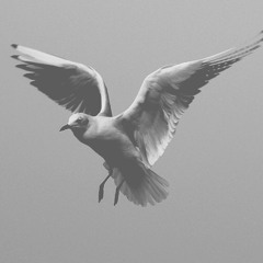 Eighty4 Fly - Go Slow