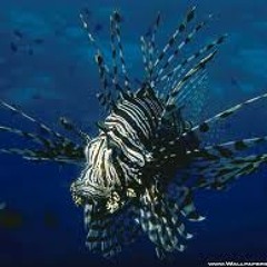 Bunaken Original Preview