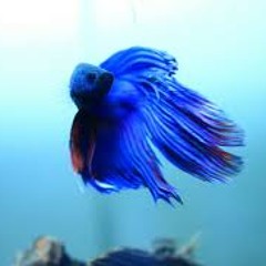 Bunaken Revival (Unreleased Version) by wikiwalet