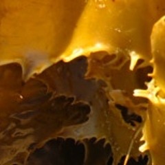 Robert Henke Plankton uncut