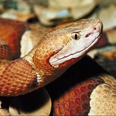 The Gamble (Album Version)