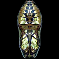 Chrysalide