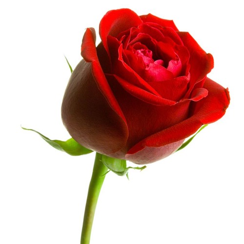La rose [FREE DOWNLOAD]