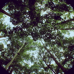 A Tale In The Forest (Original Mix)
