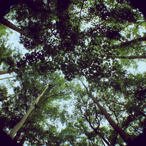 A Tale In The Forest (Original Mix)