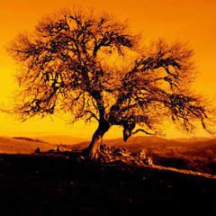 Solarplex-Orange Tree