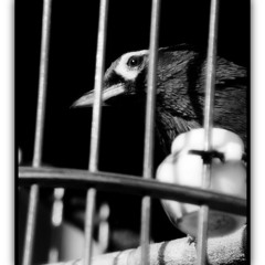 囚鸟－卡威尔