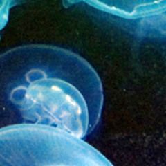 5 modules 5 minutes session 1