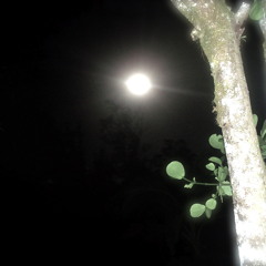 PICK ME UP-Suchandra Dasi