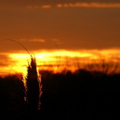 Morgenrot