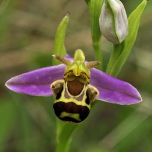 Orchard Lounge - Orchids - queenb