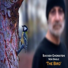 Siavash Ghomayshi <> Parandeh