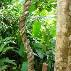 Toquio - Ayahuasca REMIX!