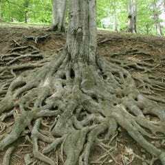 Aflora (inversiones sobre always on my mind)