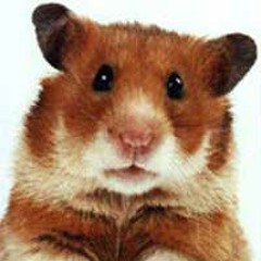 Hamster Song #17 - 24.12.09.Mastered