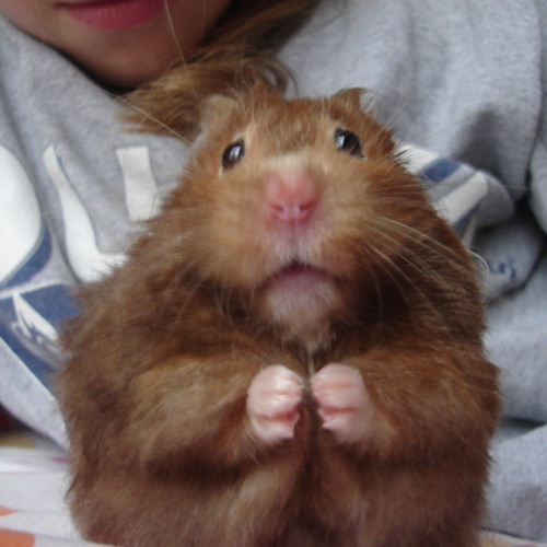 Hamster Song4 - Mastered
