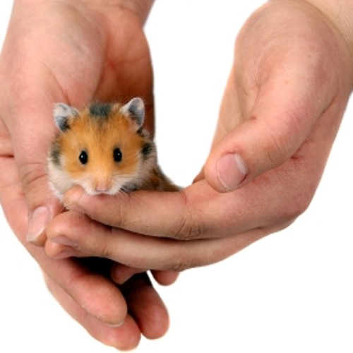 Hamster Song6 - Mastered