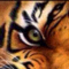 #TigerNation by Meechie, Jonny, KD, an Cinco