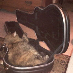 Kitty Nap Time