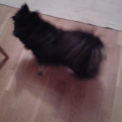 I Am Dog