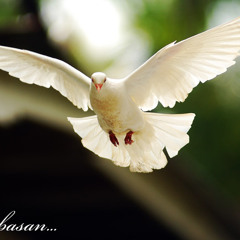 Oh Ku Di Bri Sayap Merpati