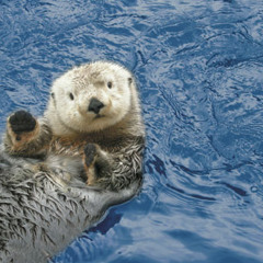 Sea Otterz vol8 (hotboxing my dam yo)