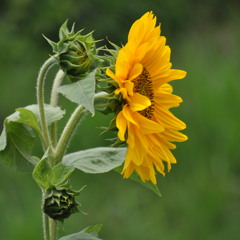 NgEseeM Gi GaWi SaMu By Ugyen Panday